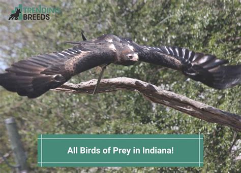 All 13 Birds of Prey in Indiana! (Species ID Guide) (2024)