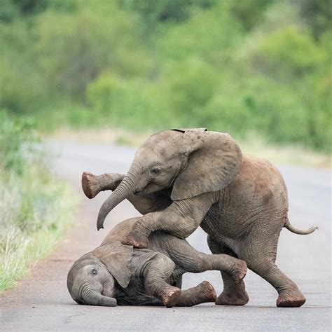 Elephants are intelligent, social, empathetic animals who display 'ah ha' spontaneous problem ...