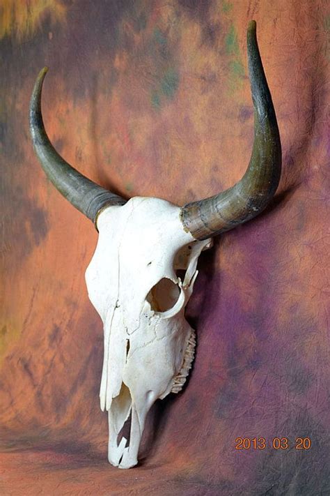 29 best images about Decorated Deer Skulls on Pinterest | Art styles ...