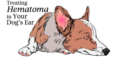 Hematoma: Swollen Dog Ear Flap and How to Treat It - PetHelpful - By ...