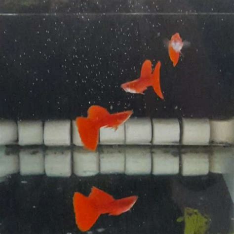 Jual AFR guppy albino full red guppy ikan aquascape ikan hias di Seller ...