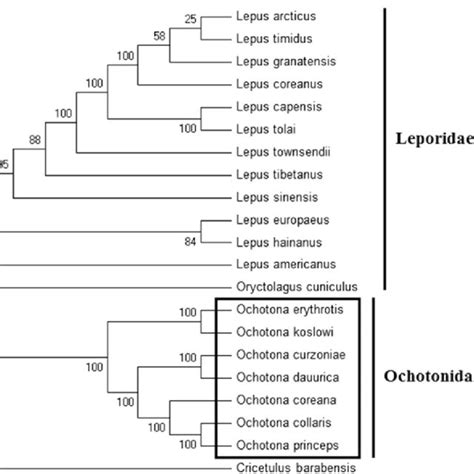 Maximum-likelihood (ML) phylogeny of 12 species of the Leporidae family ...