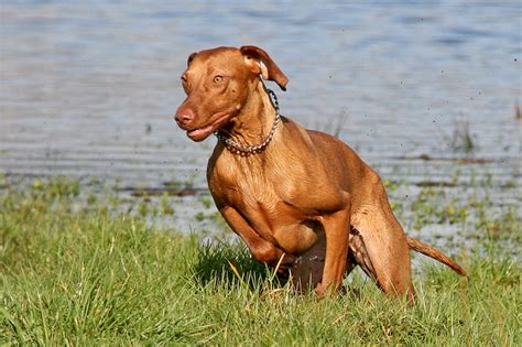 Vizsla Pictures and Informations - Dog-Breeds.com