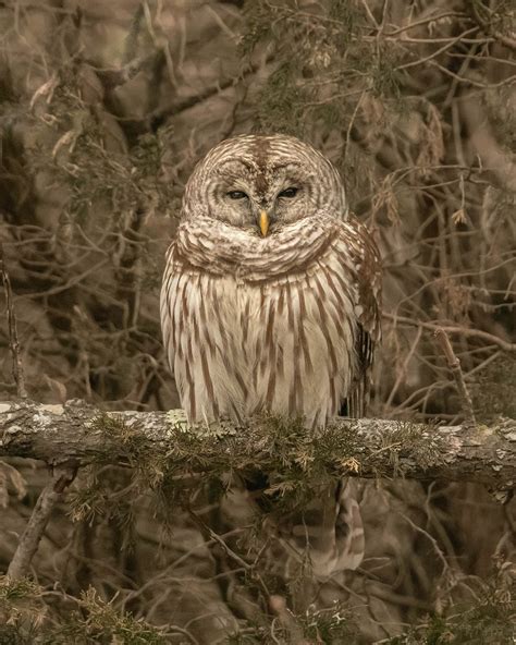 Barred Owl — Peaceful Pandemonium Photography