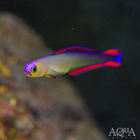 Purple Firefish (Nemateleotris decora) - Aqua Imports