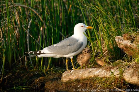 Mew Gull | Photos by Ron Niebrugge