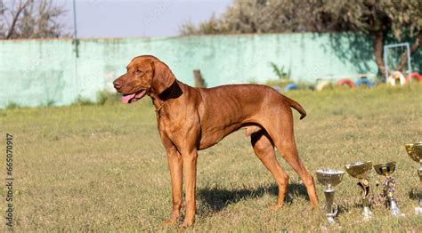 Portrait of a purebred Hungarian Vizsla dog in nature. Beautiful Magyar Vizsla golden rust color ...