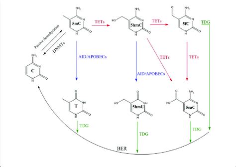 3: Paths for DNA demethylation (Figure inspired from reference 23). | Download Scientific Diagram