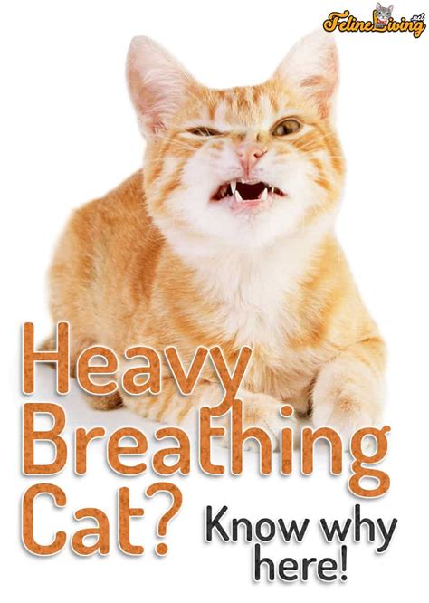 Heavy Breathing Cat? Know The 3 Best Reasons Why!