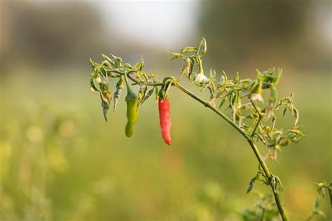 Premium Photo | Red chilli plant