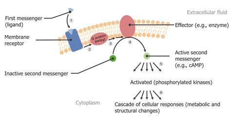 Second Messengers | Concise Medical Knowledge