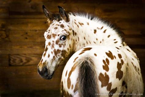 Rare & Unfamiliar Horse Breeds! - Page 3 - Zenyatta.com Forums