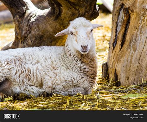 Lamb. Farm Animals Image & Photo (Free Trial) | Bigstock