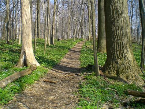 Explore The Oldest Trees In The Hoosier State At These 7 Old-Growth Forests In Indiana in 2020 ...