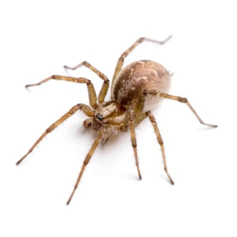 Funnel Weaver Spider Identification & Behavior | Aberdeen Exterminating