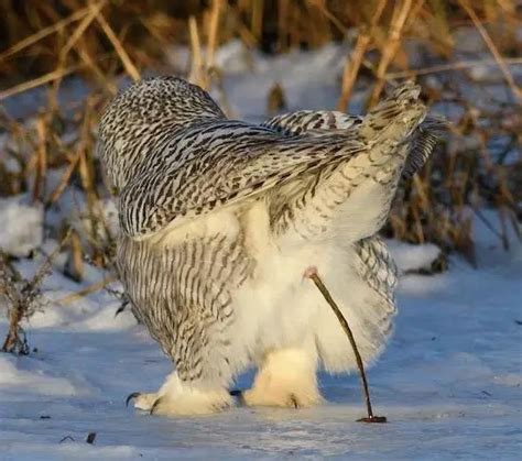 Do Owls Poop? All You Need To Know I TheBirdPedia