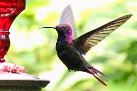 Our Blog from Mountain Multimedia Inc.: Jamaica Hummingbird Gallery