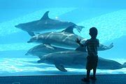 Category:Texas State Aquarium - Wikimedia Commons