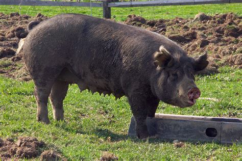 Berkshire Pig Photograph by Bonnie Sue Rauch - Pixels