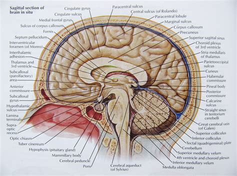 Anatomy Bones Brain Anatomy Human Anatomy And Physiol - vrogue.co