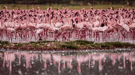 Lake Nakuru National Park Location and Park Charges | Majira Media