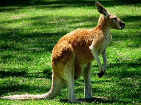 Kangaroos Facts And Pictures | All Wildlife Photographs