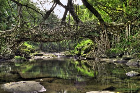 living tree root bridge, India | Nature pictures, Wild forest, Cool ...