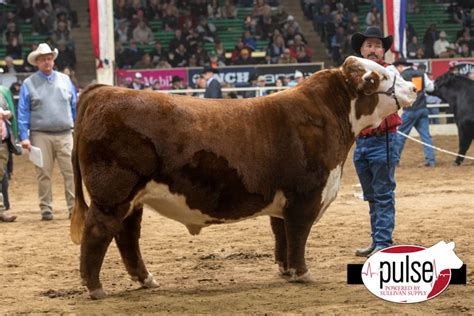 National Western | Hereford Bulls – Polled | The Pulse