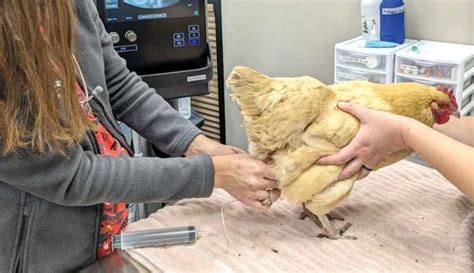 Treating Water Belly (Ascites) In A Chicken - Hobby Farms