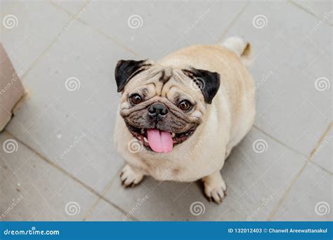 Pug dog are smiling stock image. Image of mammal, small - 132012403