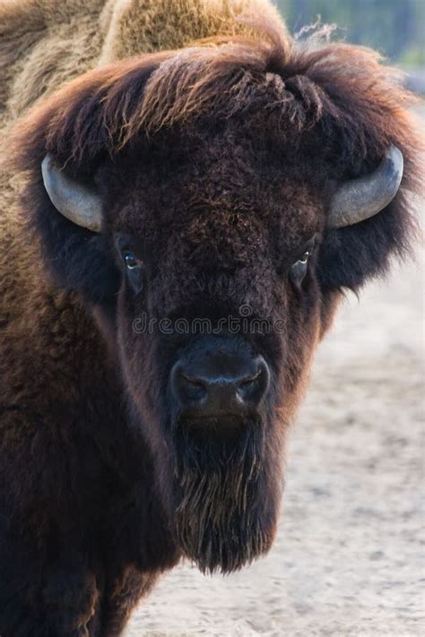 Funny Bisonportrait stock photo. Image of grazing, mammals - 11782980