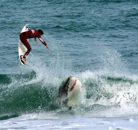 Sebastion Inlet Shark Attack by carlosnumbertwo on DeviantArt