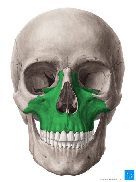 Maxilla: Anatomy, function and clinical notes | Kenhub