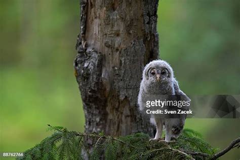 672 Ural Owl Stock Photos, High-Res Pictures, and Images - Getty Images