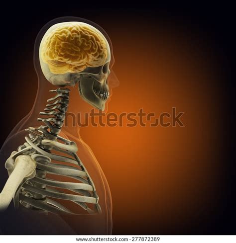 Human Body Organs By Xrays On Stock Illustration 277872389