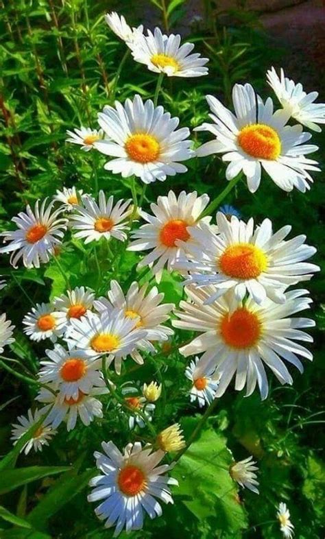 anes (@anes60982088) on X | Beautiful flowers, Flower garden, Flower ...