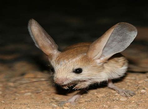 Did you hear the one about the long-eared jerboa? It's been photographed for the first time ...