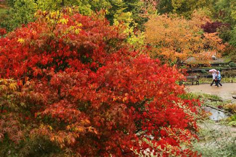 Fall Colors Starting Already in Northern Minnesota - Heritage Bank NA