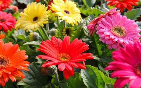 Download Flower Colorful Colors Nature Gerbera HD Wallpaper