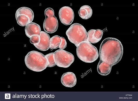 Cryptococcus Gattii Stock Photos & Cryptococcus Gattii Stock Images - Alamy