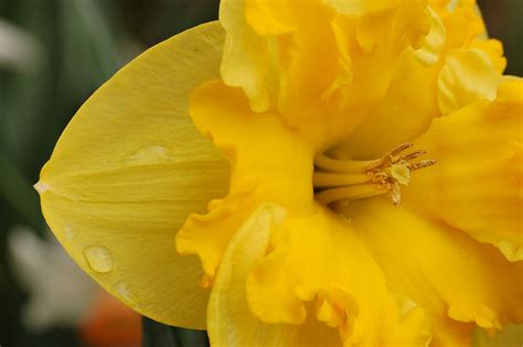 File:Yellow Daffodil Narcissus Closeup 3008px.JPG - Wikipedia
