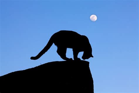 Mountain Lion Silhouette at GetDrawings | Free download