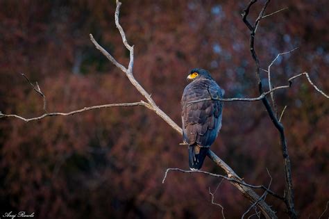 Ranthambore Dec 2021 - Day 01 on Behance