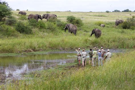 Kapama Game Reserve Safaris & Tours | Kapama Safari