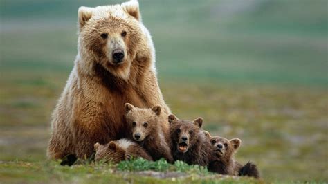 Animals | Brown bear, Baby animals, Bear wallpaper