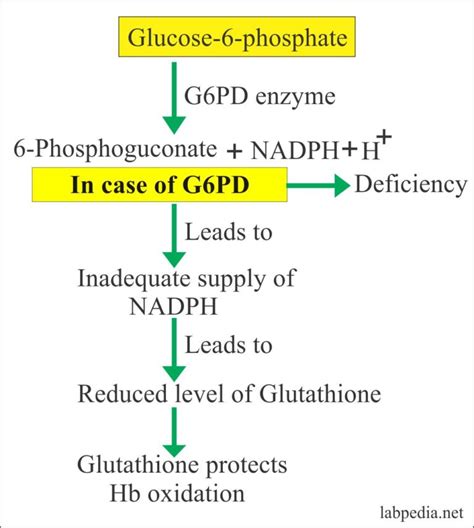 Glucose-6-phosphate Dehydrogenase deficiency (G6PD deficiency ...