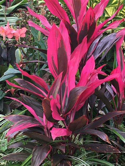 Tropical Cordyline Ti Hawaiian Red Sister houseplant live | Etsy | Red ...