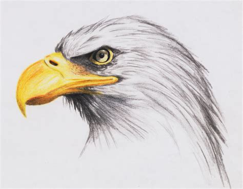 Bald Eagle Head Drawing at GetDrawings | Free download