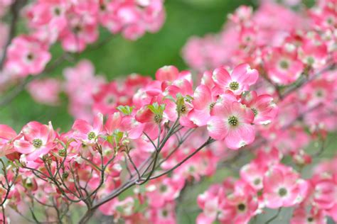 Dogwood Trees - Top Tips For Planting And Maintaining!