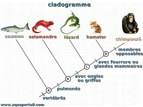 Clade : définition et explications